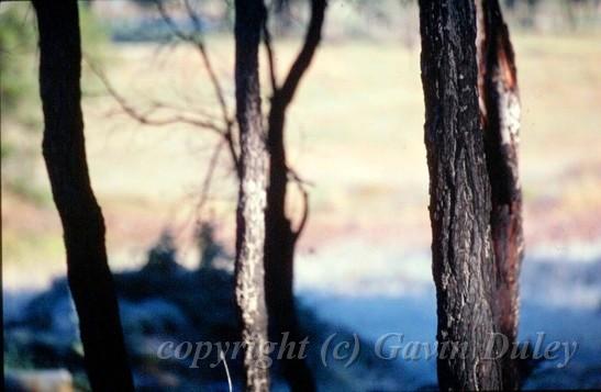 Trees, Frosty Morning, near Mt Yarrowyck, New England.jpg